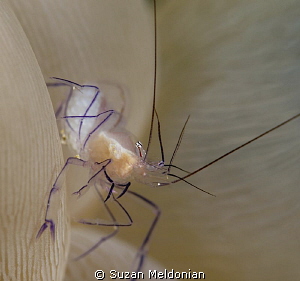 Bubble Coral Shrimp by Suzan Meldonian 